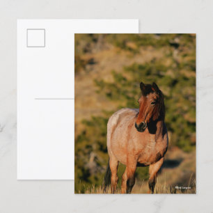 Bob Langrish   Mustang Horse Standing Postcard