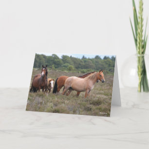 Bob Langrish   New Forest Ponies and Foal Card