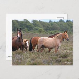 Bob Langrish New Forest Ponies and Foal Postcard