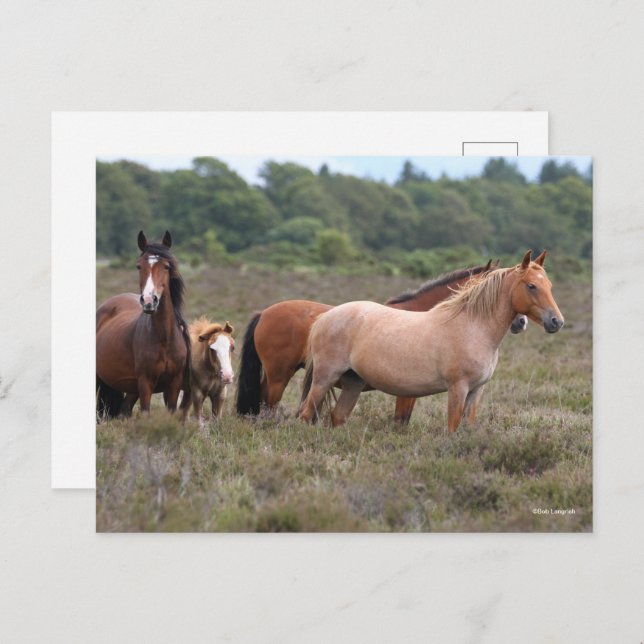 Bob Langrish | New Forest Ponies and Foal Postcard (Front/Back)