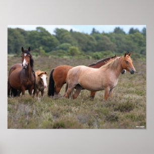 Bob Langrish   New Forest Ponies and Foal Poster