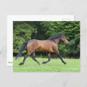 Bob Langrish   New Forest Pony Stallion Postcard