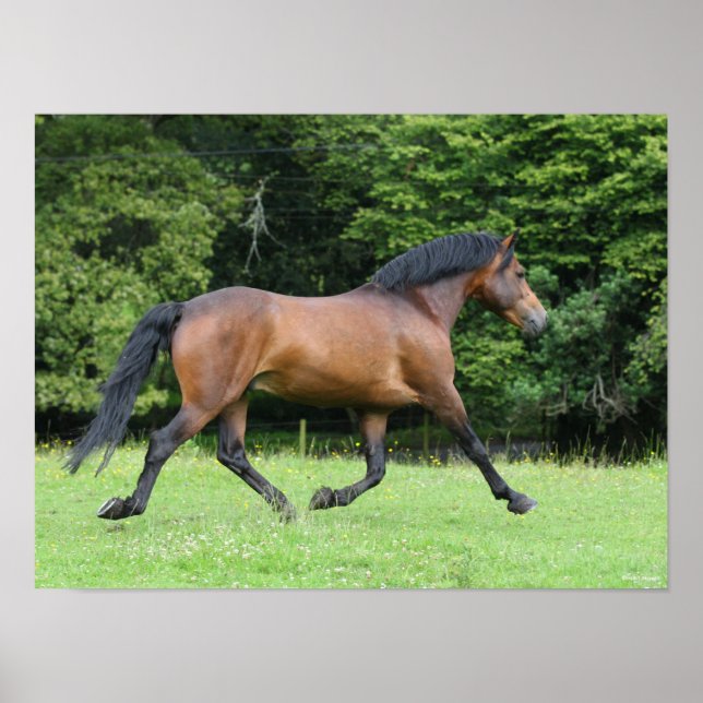 Bob Langrish | New Forest Pony Stallion Poster (Front)