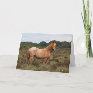 Bob Langrish   New Forest Pony Standing In Scrub Card