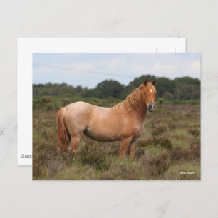 Bob Langrish New Forest Pony Standing In Scrub Postcard