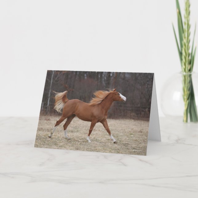 Bob Langrish | Overo Paint Horse Running Card (Front)