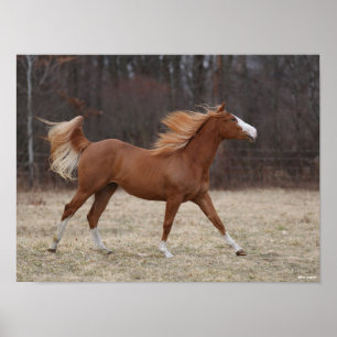 Bob Langrish   Overo Paint Horse Running Poster