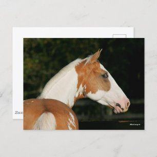Bob Langrish   Paint Horse Headshot Postcard