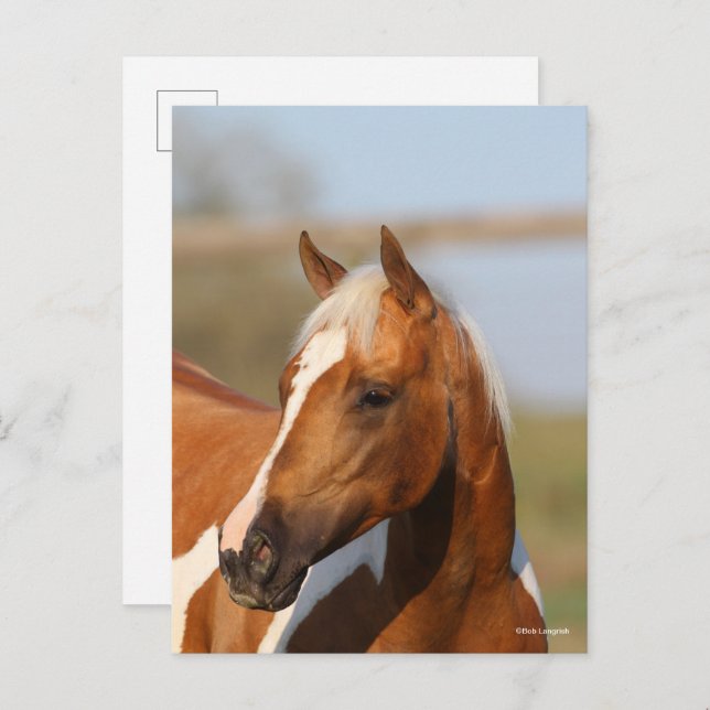 Bob Langrish | Paint Horse headshot Postcard (Front/Back)