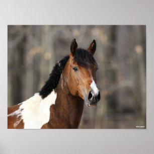 Bob Langrish   Paint Horse headshot Poster