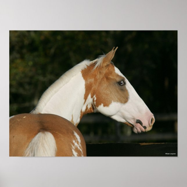 Bob Langrish | Paint Horse Headshot Poster (Front)