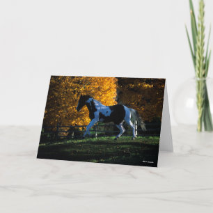 Bob Langrish   Paint Horse Running  Autumn Card
