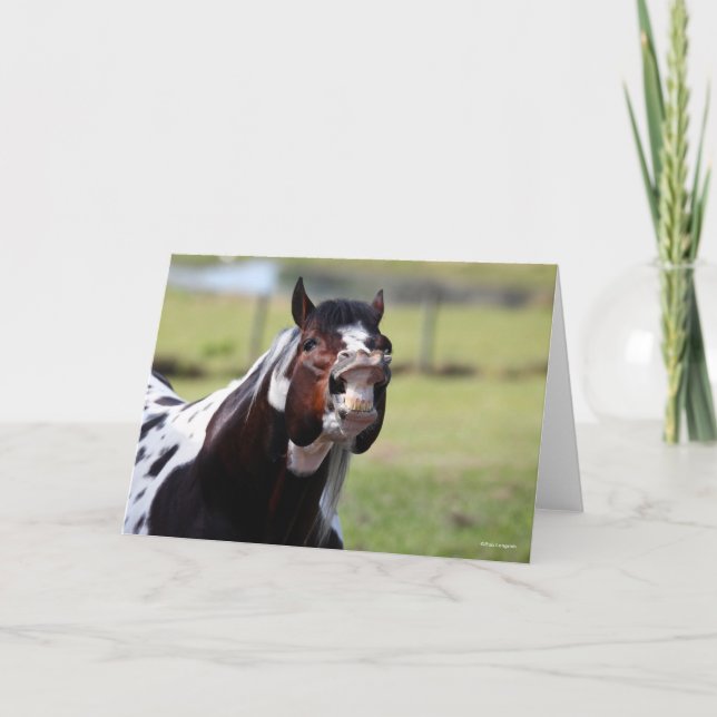 Bob Langrish | Paint Horse Stallion Flehmen Card (Front)