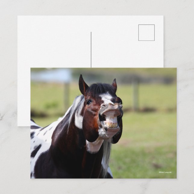 Bob Langrish | Paint Horse Stallion Flehmen Postcard (Front/Back)