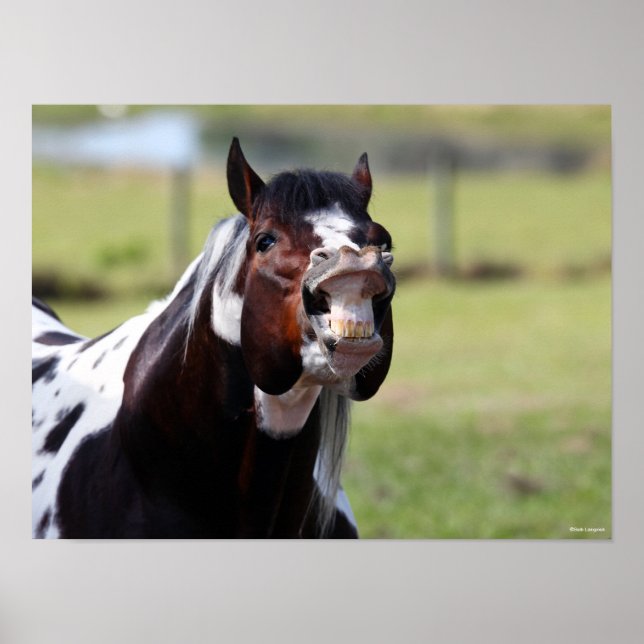 Bob Langrish | Paint Horse Stallion Flehmen Poster (Front)