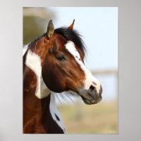 Bob Langrish | Paint Horse Stallion headshot