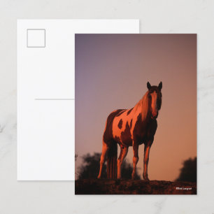 Bob Langrish   Paint Horse Standing at Sunset Postcard