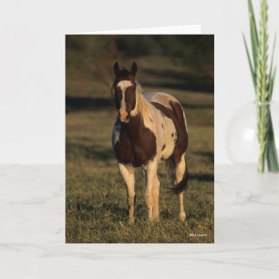 Bob Langrish   Paint Horse Standing Card