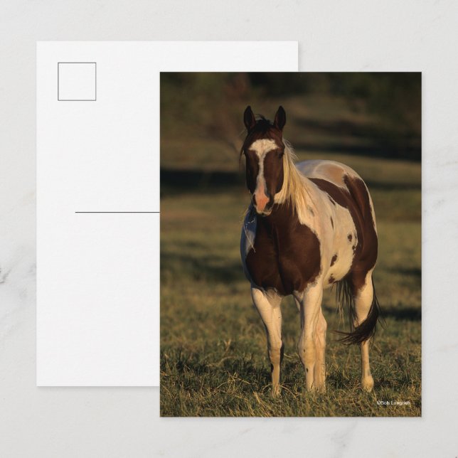 Bob Langrish | Paint Horse Standing Postcard (Front/Back)