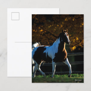 Bob Langrish   Paint Horse Walking Backlit Autumn Postcard