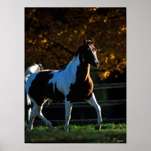 Bob Langrish   Paint Horse Walking Backlit Autumn Poster