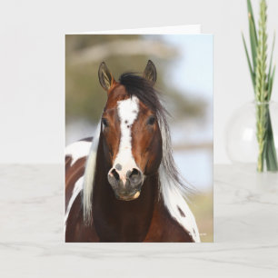 Bob Langrish   Paint Stallion Headshot Card