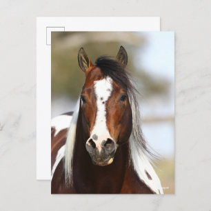 Bob Langrish   Paint Stallion Headshot Postcard