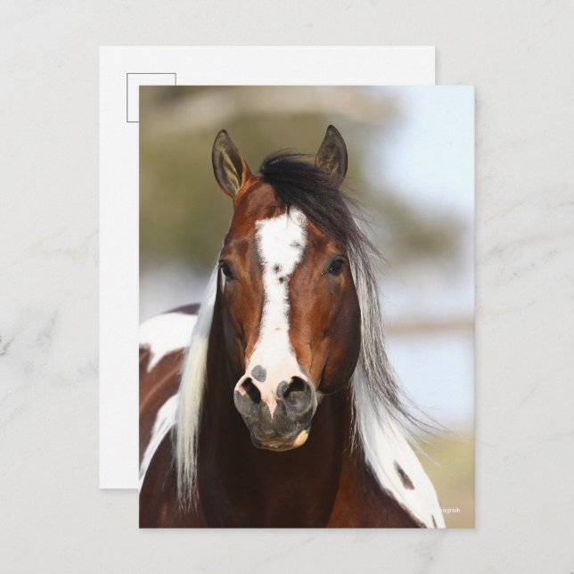 Bob Langrish | Paint Stallion Headshot Postcard (Front/Back)