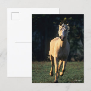 Bob Langrish   Palomino Horse Running Backlit Postcard