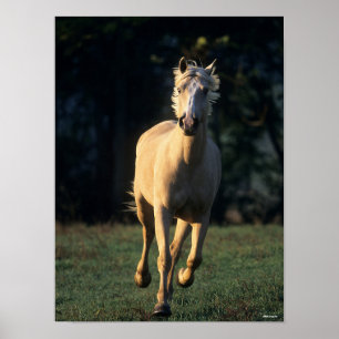 Bob Langrish   Palomino Horse Running Backlit Poster