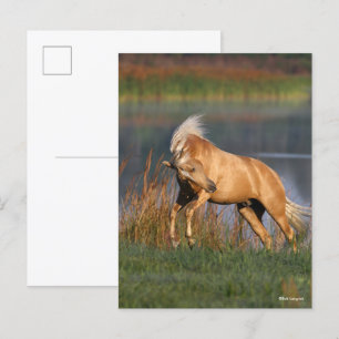 Bob Langrish   Palomino Lusitano Stallion Bucking Postcard