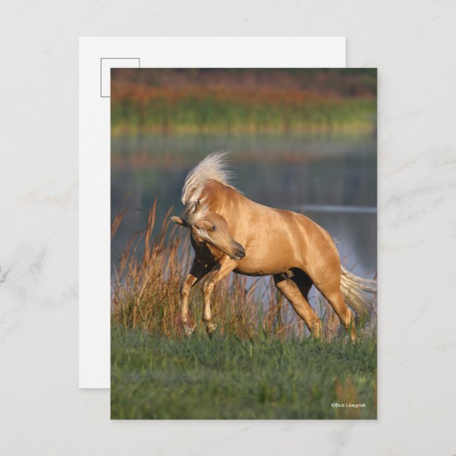 Bob Langrish | Palomino Lusitano Stallion Bucking Postcard (Front/Back)