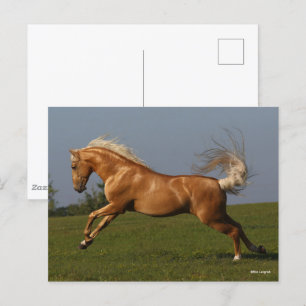 Bob Langrish   Palomino Lusitano Stallion Leaping Postcard