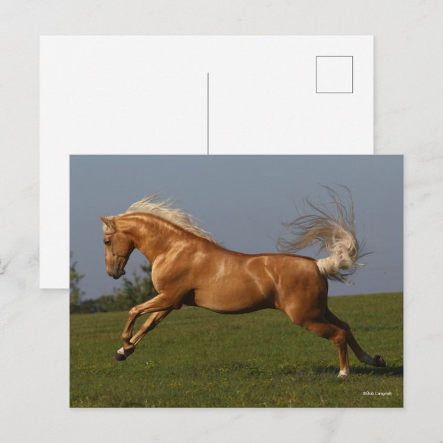 Bob Langrish | Palomino Lusitano Stallion Leaping Postcard (Front/Back)