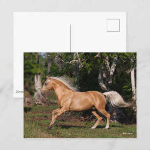 Bob Langrish   Palomino Lusitano Stallion Running Postcard