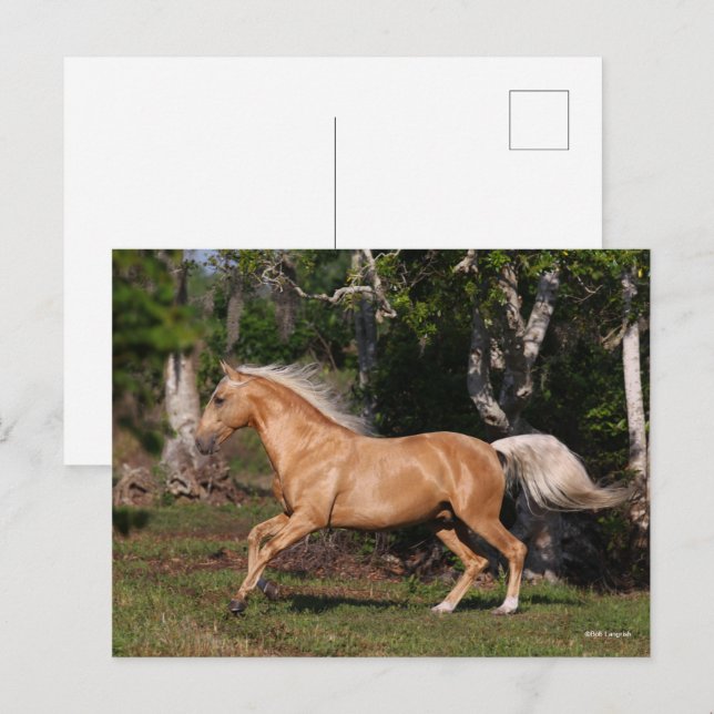 Bob Langrish | Palomino Lusitano Stallion Running Postcard (Front/Back)