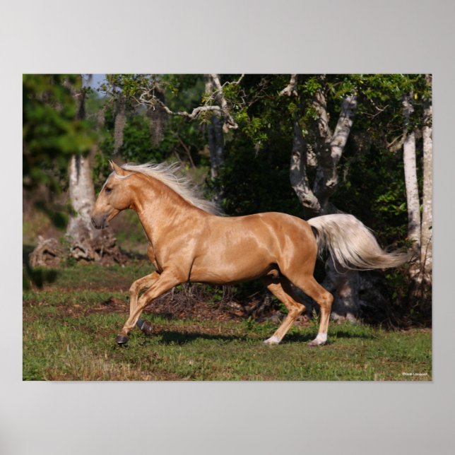 Bob Langrish | Palomino Lusitano Stallion Running Poster (Front)