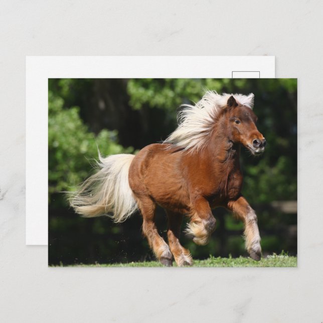 Bob Langrish | Palomino Miniature Pony Running Postcard (Front/Back)