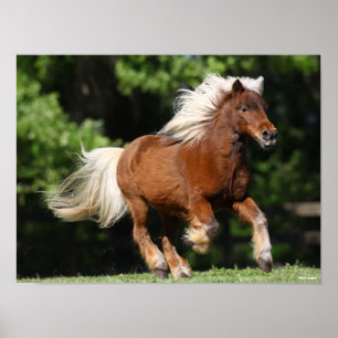 Bob Langrish   Palomino Miniature Pony Running Poster