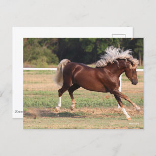 Bob Langrish   Palomino Morgan Horse Bucking Postcard