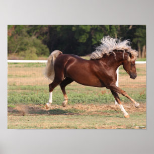 Bob Langrish   Palomino Morgan Horse Bucking Poster