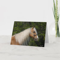 Bob Langrish | Palomino Quarter Horse Headshot