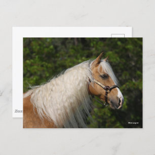Bob Langrish Palomino Quarter Horse Headshot Postcard
