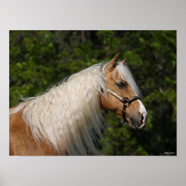 Bob Langrish | Palomino Quarter Horse Headshot Poster (Front)