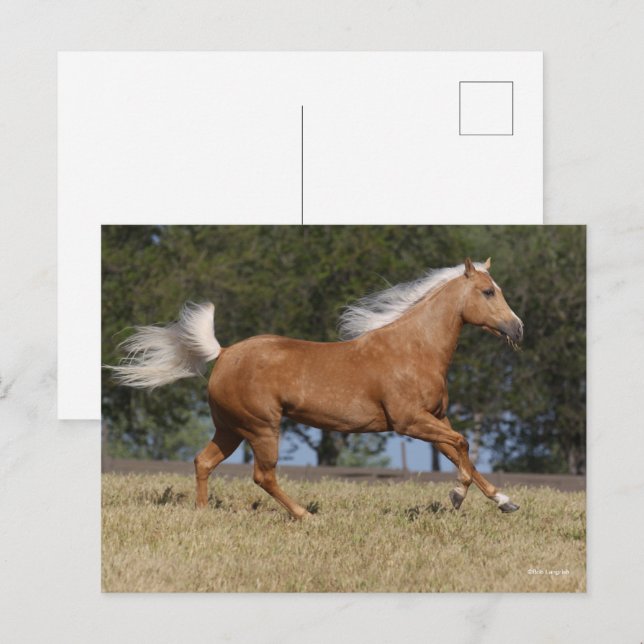Bob Langrish | Palomino Quarter Horse Running Postcard (Front/Back)
