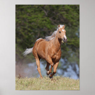 Bob Langrish   Palomino Quarter Horse Running Poster