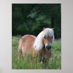 Bob Langrish   Palomino Shetland Standing In Grass Poster