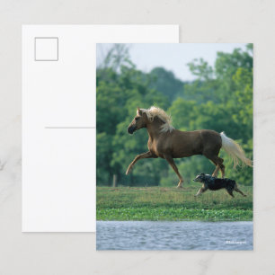 Bob Langrish Palomino Tennessee Walker and Dog Postcard