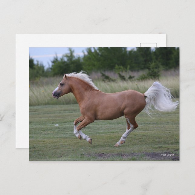 Bob Langrish | Palomino Welsh Pony Running Postcard (Front/Back)