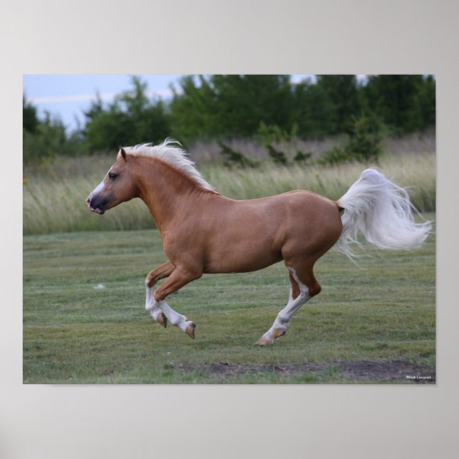 Bob Langrish | Palomino Welsh Pony Running Poster (Front)